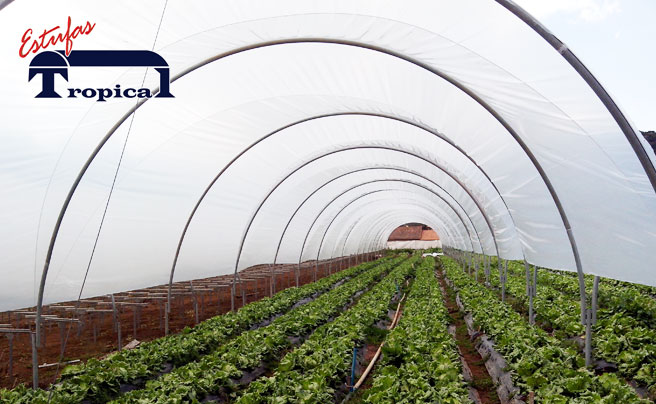 Estufa da tropical Estufas Agrícolas